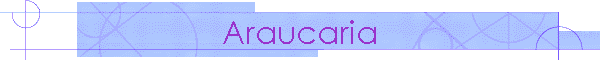 Araucaria