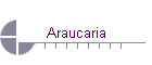Araucaria