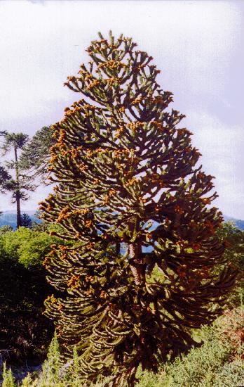 Pino Araucaria