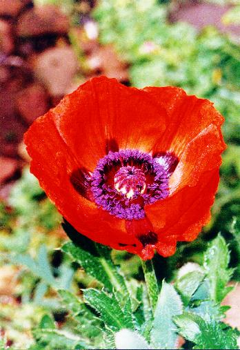 Amapola