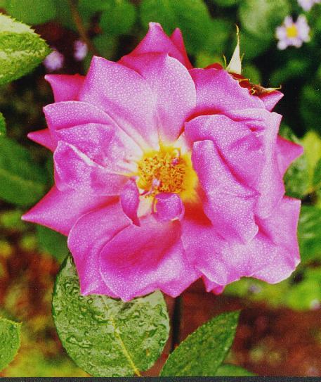 Rosa, gotas de roco