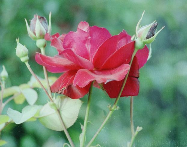 Rosa y Botn
